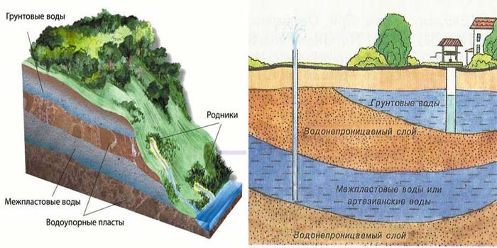 грунтовые воды влияют на растения и деревья